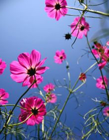 コスモスの花イメージ